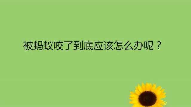 被蚂蚁咬了到底应该怎么办呢?