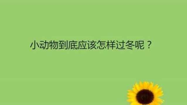 小动物到底应该怎样过冬呢?