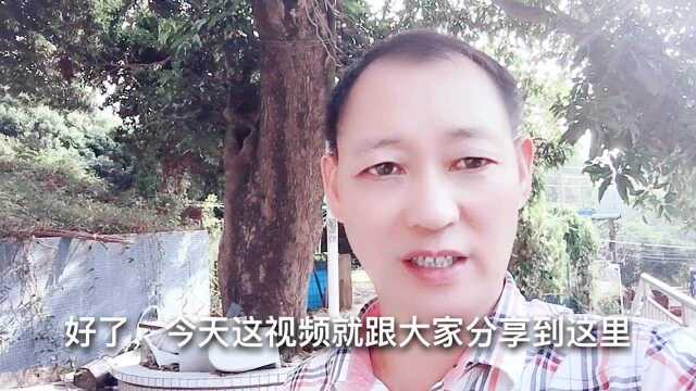 深圳羊台山有一颗100多年的芒果树,有20多米高