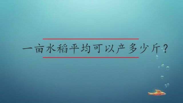 一亩水稻平均可以产多少斤?