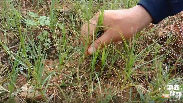 农村人最讨厌的野草,遍地都是,浑身是宝,这些用途你了解了吗