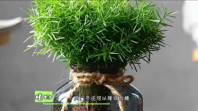 植物那些事儿天门冬