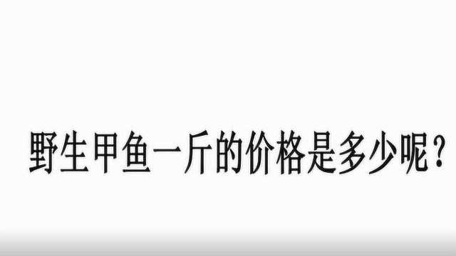 野生甲鱼一斤的价格是多少呢?