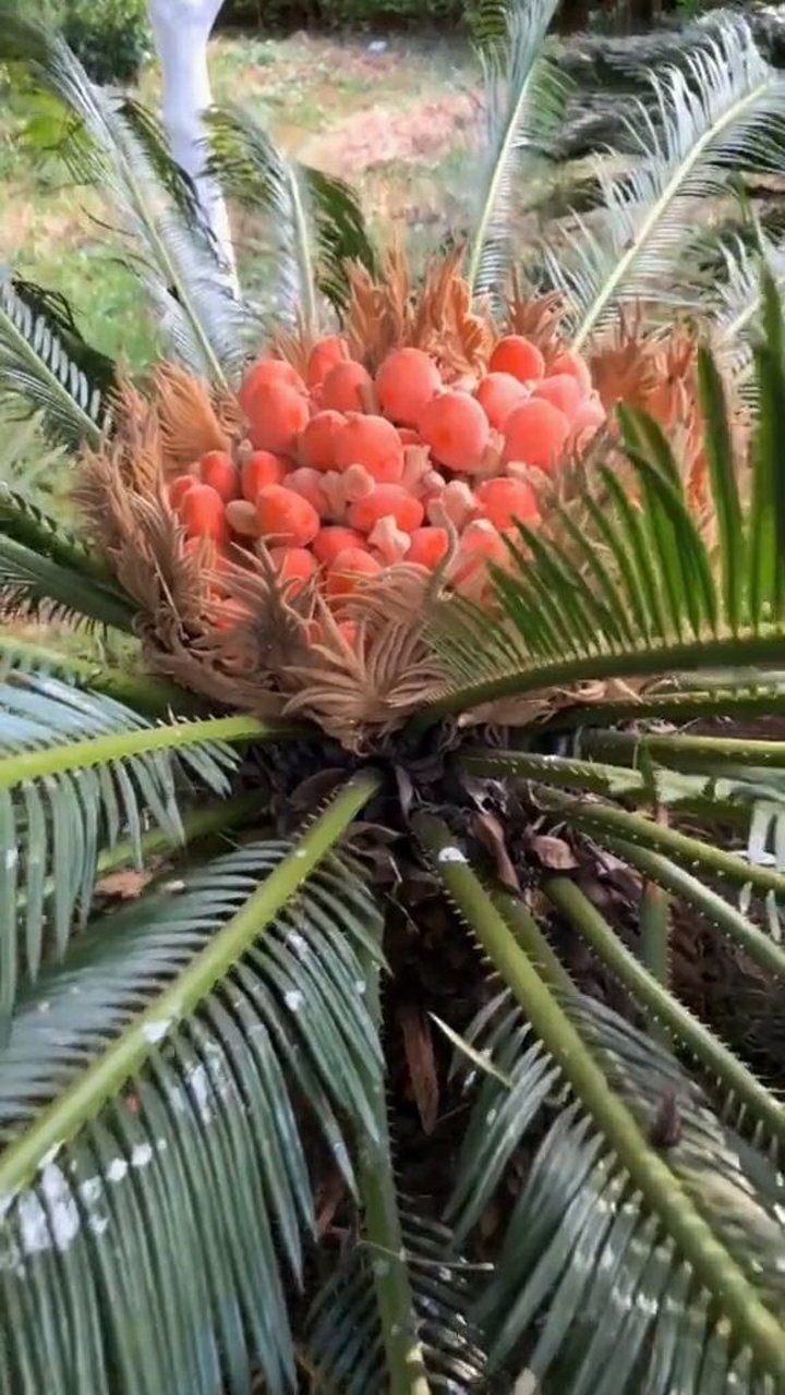 第一次見鐵樹開花你們見過嗎