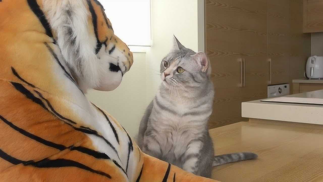 猫咪看到老虎是会认亲还是会害怕主人测试是在太搞笑了