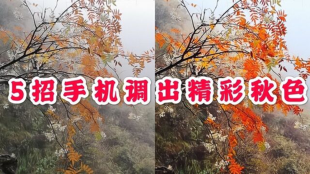 秋季拍摄枫叶,教你用snapseed修图,4招调出眼前一亮的漂亮风景