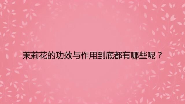 茉莉花的功效与作用到底都有哪些呢?