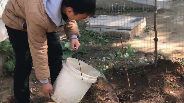 带对象菜园栽果树,让小树见证我俩的爱情,期待我俩爱情开花结果