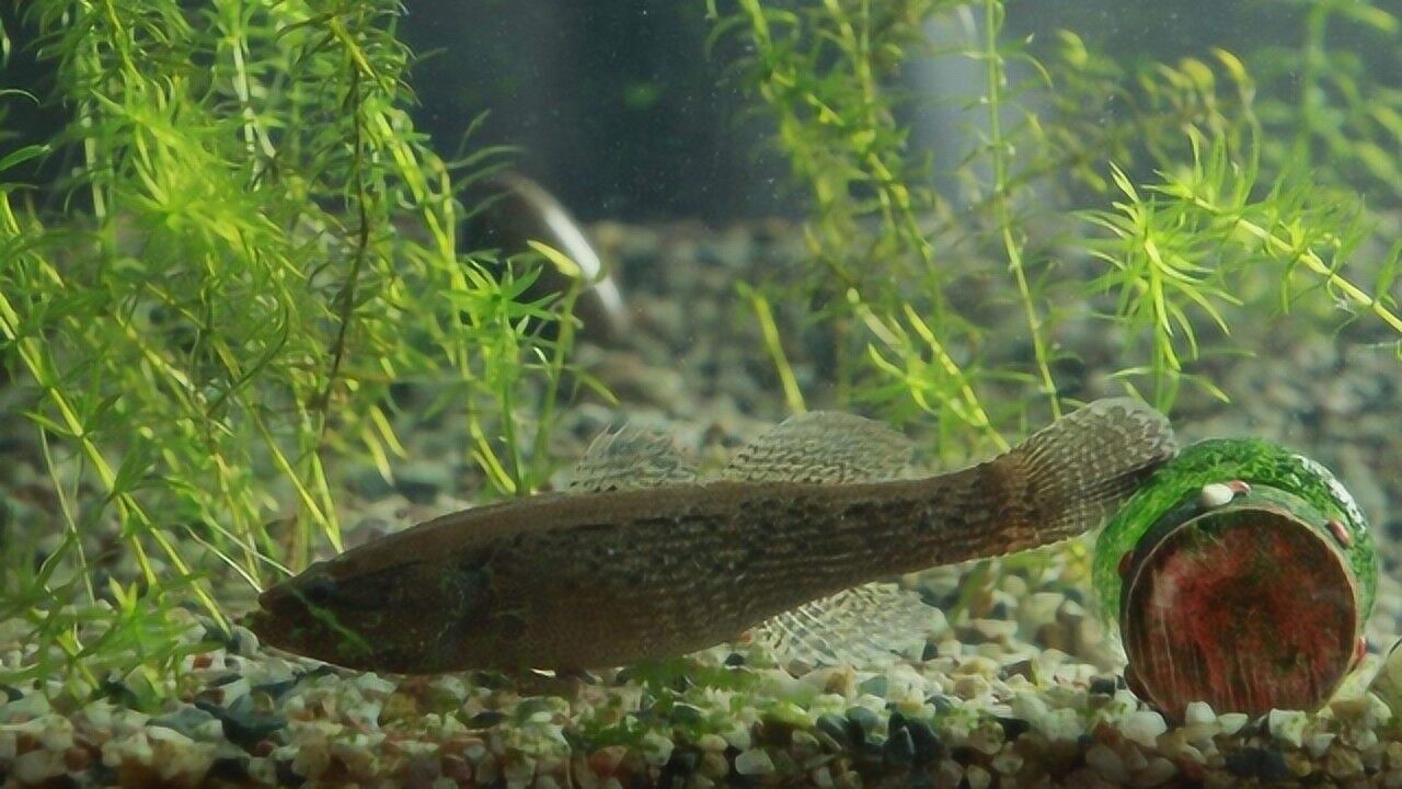 农村水域过去常见的:"趴地虎",现在价格不菲,为啥却很少了?