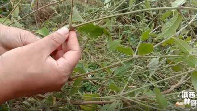 农村一种常见的植物,叶子长有白色的嫩毛,这些用途你了解了吗