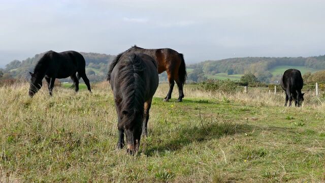 Horses Eating Grass