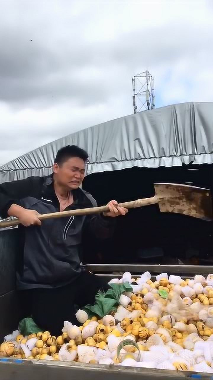 家里人参果实在太多了,放久了都烂了