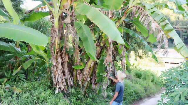 农村每家每户都有块“宝地”,种出来香蕉又大又高,你敢吃吗?