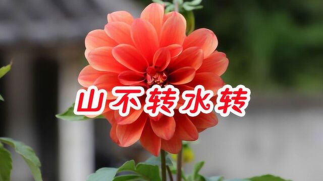 卓依婷一首《山不转水在转》经典旋律永不褪色,旋律让人久久回味