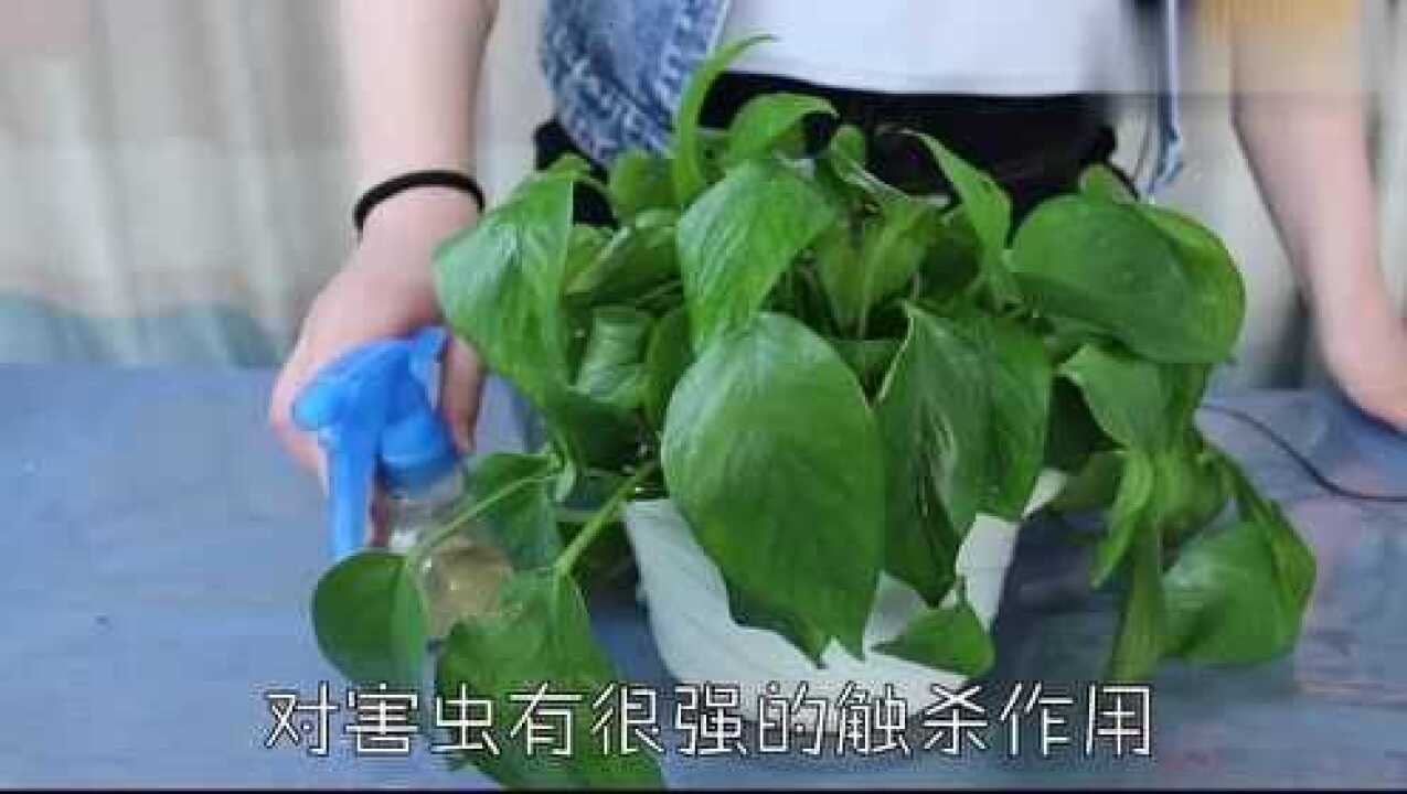 开字加一笔是什么字《卉》用这种水来养花,盆栽花卉不生虫不黄叶腾讯视频}