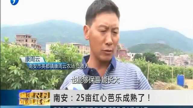 大哥地里25亩红心芭乐成熟了!产量又创新高 原来是加了此物!