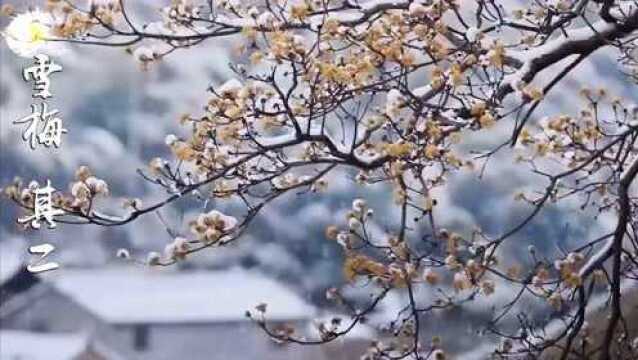 卢梅坡 雪梅 其二 有梅无雪不精神 有雪无诗俗了人