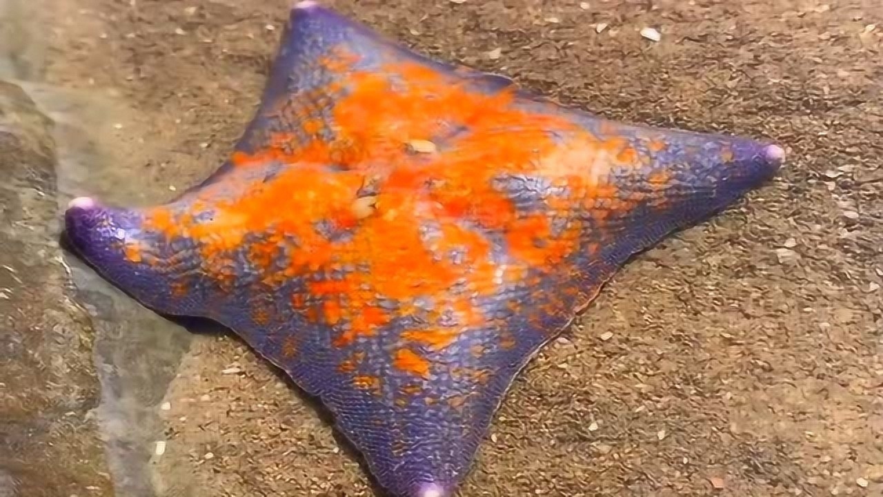 沙滩上的四角海星看样子感觉怪怪的五角海星变异了吗