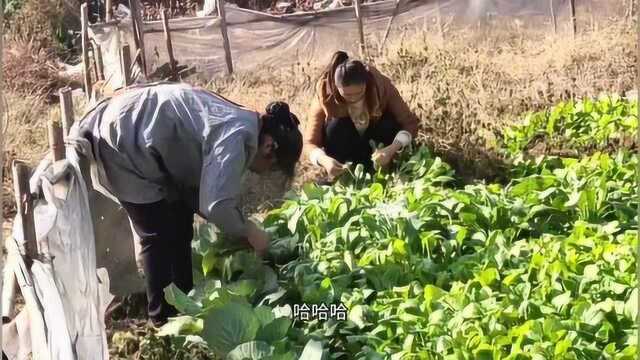 记录农村生活,大妈在菜园里采摘新鲜的蔬菜,收获喜悦的心情