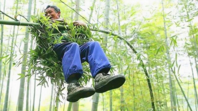 中国最后一位“竹海飞人”,73岁仍在竹海飞跃,独门绝技快失传!