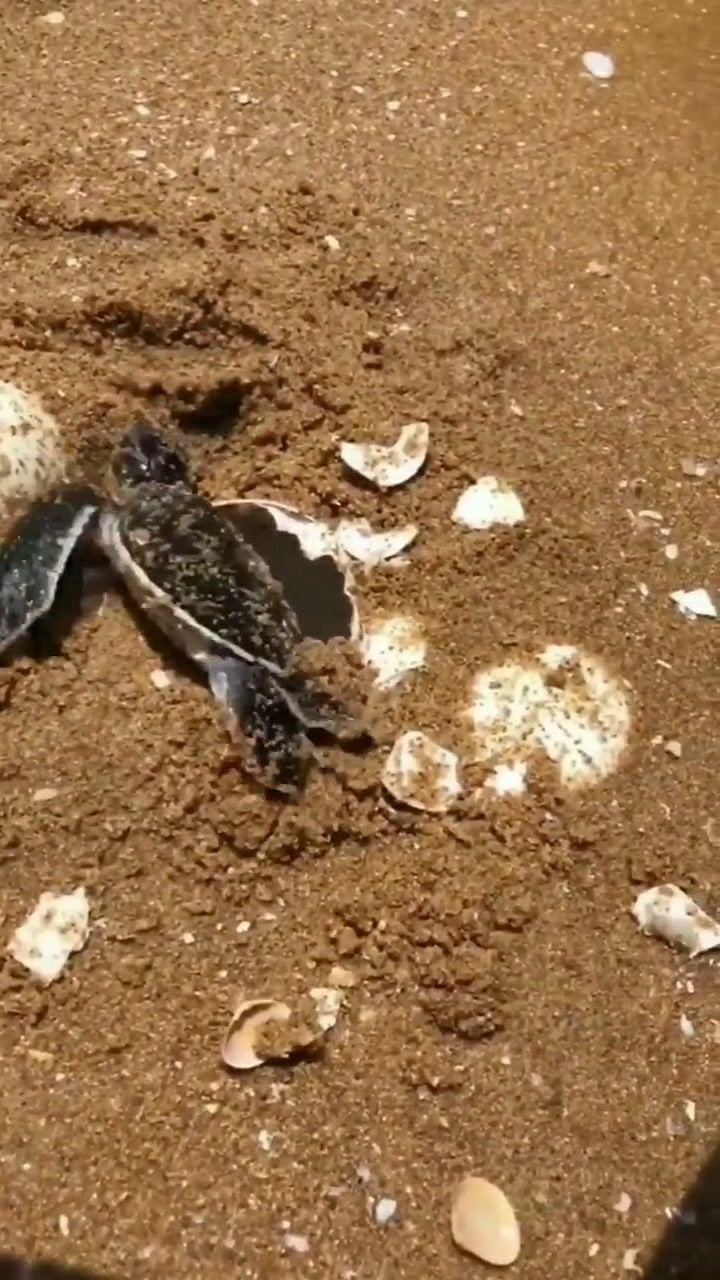 刚从蛋里面出来的小海龟