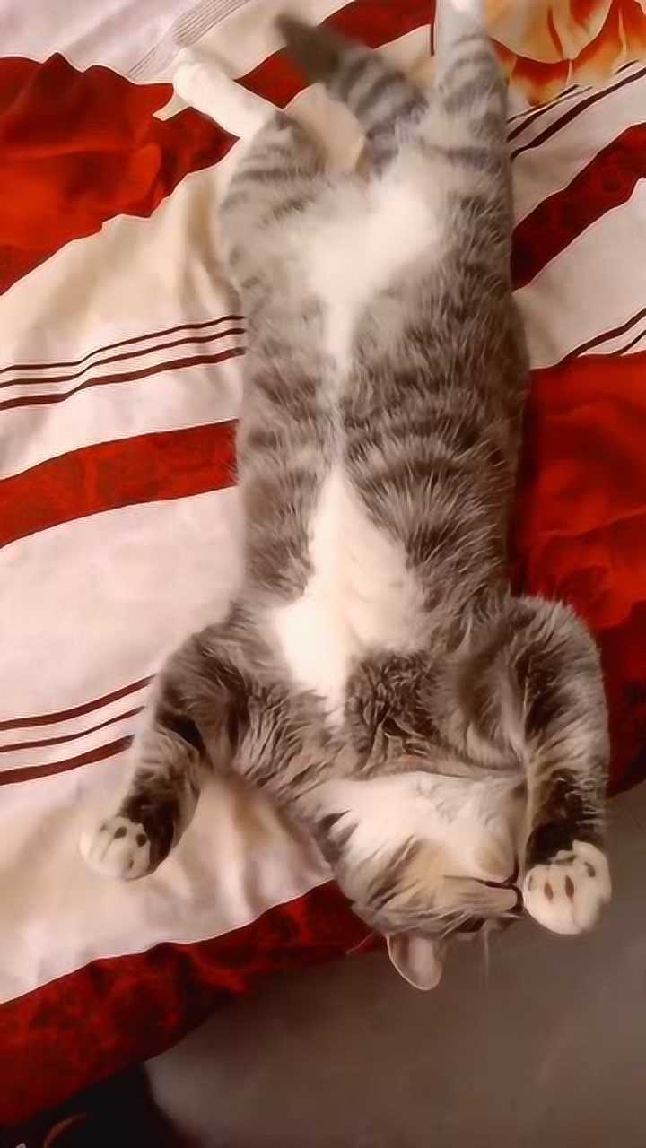 猫咪四脚朝天的躺在床上睡觉,太可爱了!