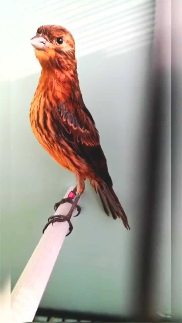 玉鸟,德国桂皮._腾讯视频