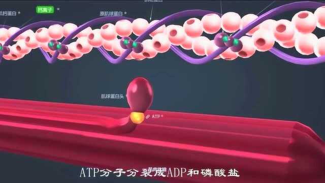 肌肉收缩原理,健身必看,别连肌肉如何收缩都不知道,健身