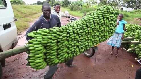 原来印度人这样采摘香蕉！机械化程度超出想象，一大串看着就值钱