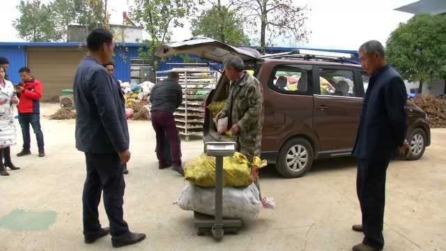 农民的新出路?咸宁这个地方种植中药材,订单不断销往全国!