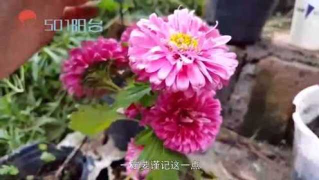 翠菊的养殖方法,掌握这几个要点,让你的翠菊繁花似锦