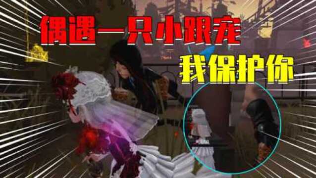 第五人格:蛋蛋又偷偷跟屠夫py交易?还卖了队友一个人跳下地窖!