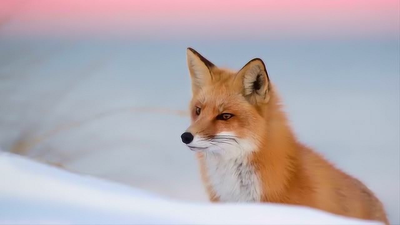 难怪被称作狐狸精听听狐狸的叫声嗲到人心痒痒