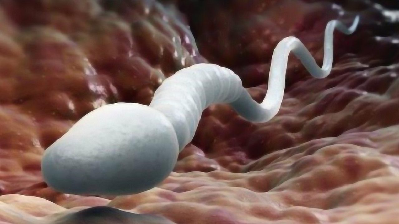 精子在女人身体里如何活动显微镜放大1500倍看后忍住别笑