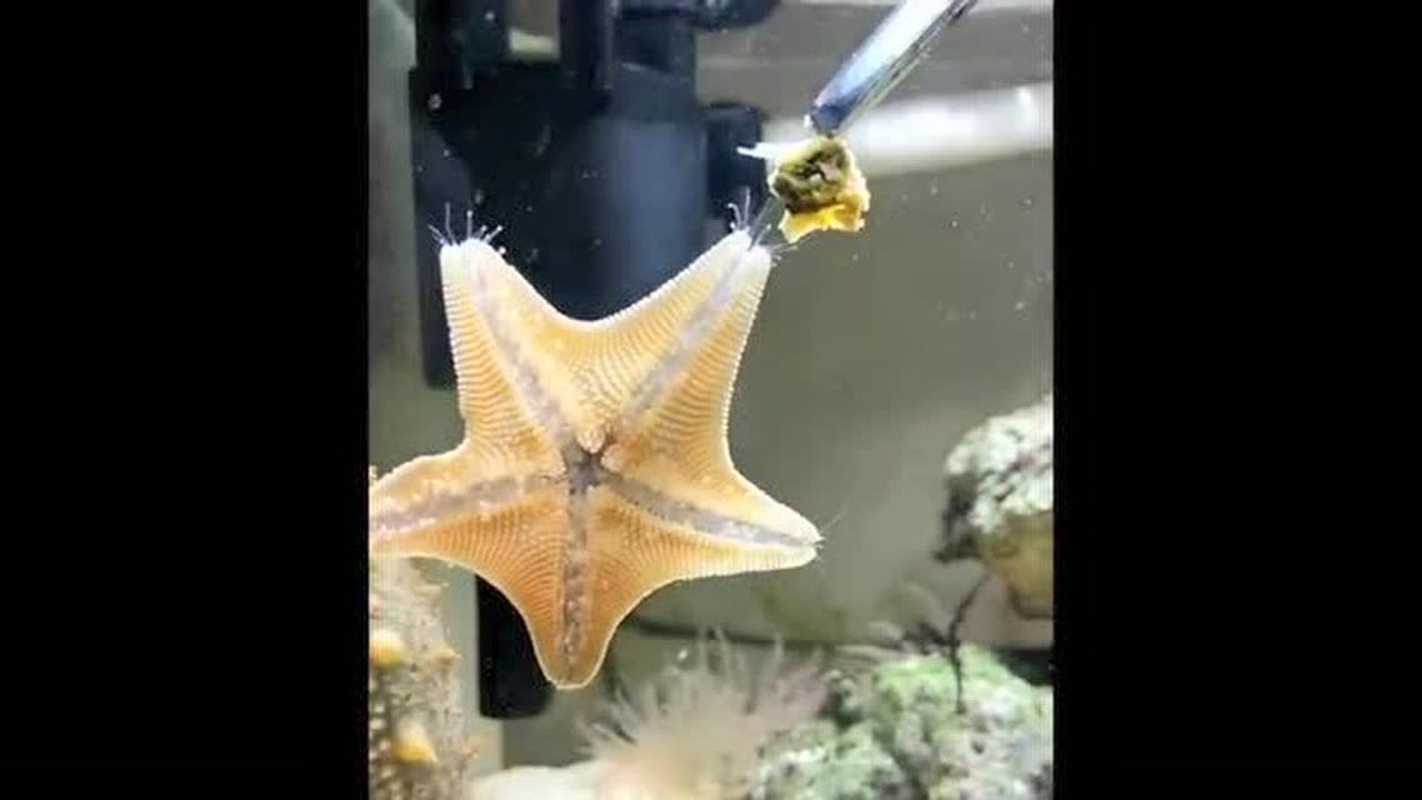原来海星是这么吃东西的!一个角一张嘴!