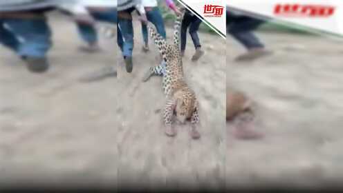 豹子伤人惹怒村民 双腿被拖行数十米惨死