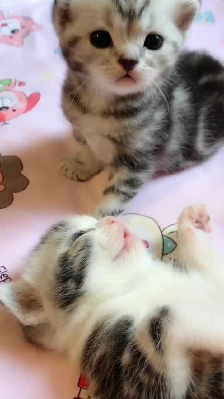 小奶猫傻傻的样子真可爱,招人喜欢!