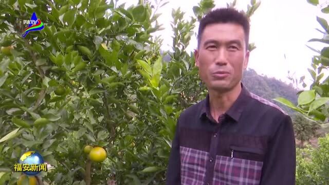 松罗果农成功引种广东贡柑!