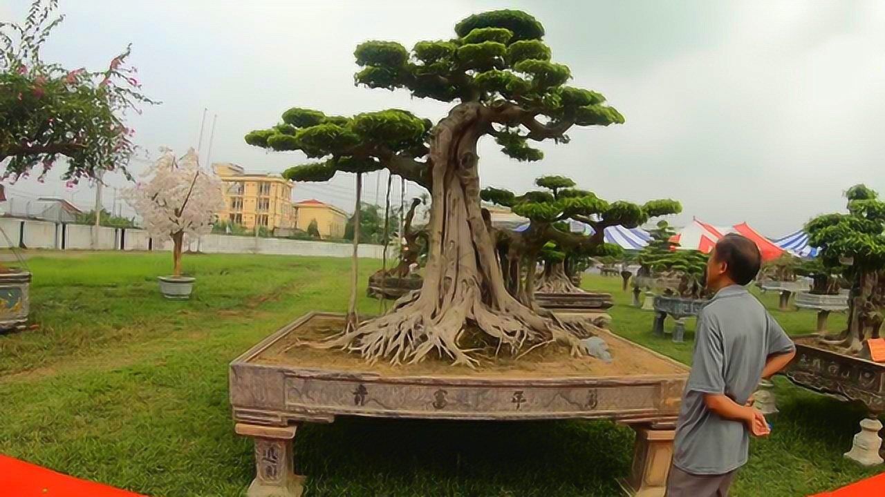 展会上的精品榕树盆景殿堂级之作大型盆景很适合庭院装饰