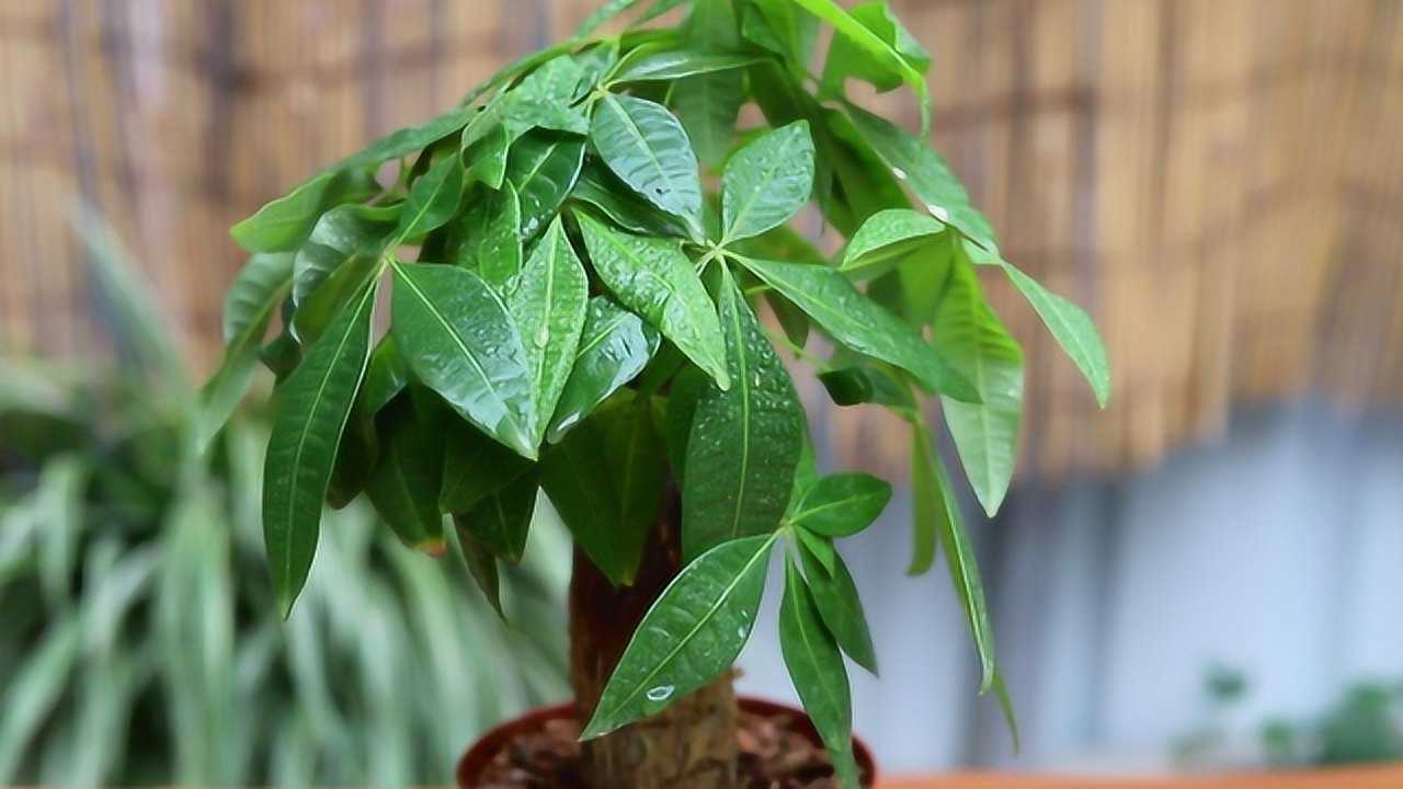 发财树冬天怎么养3招用好不黄叶春后枝繁叶茂长势旺