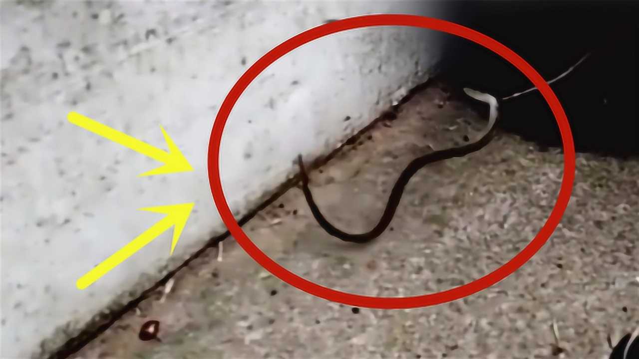 实拍蜘蛛与蛇激烈交锋谁怕谁镜头记录全过程