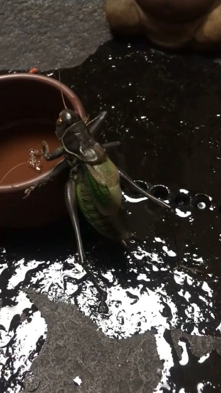 大爷斗蝈蝈吗我用这个