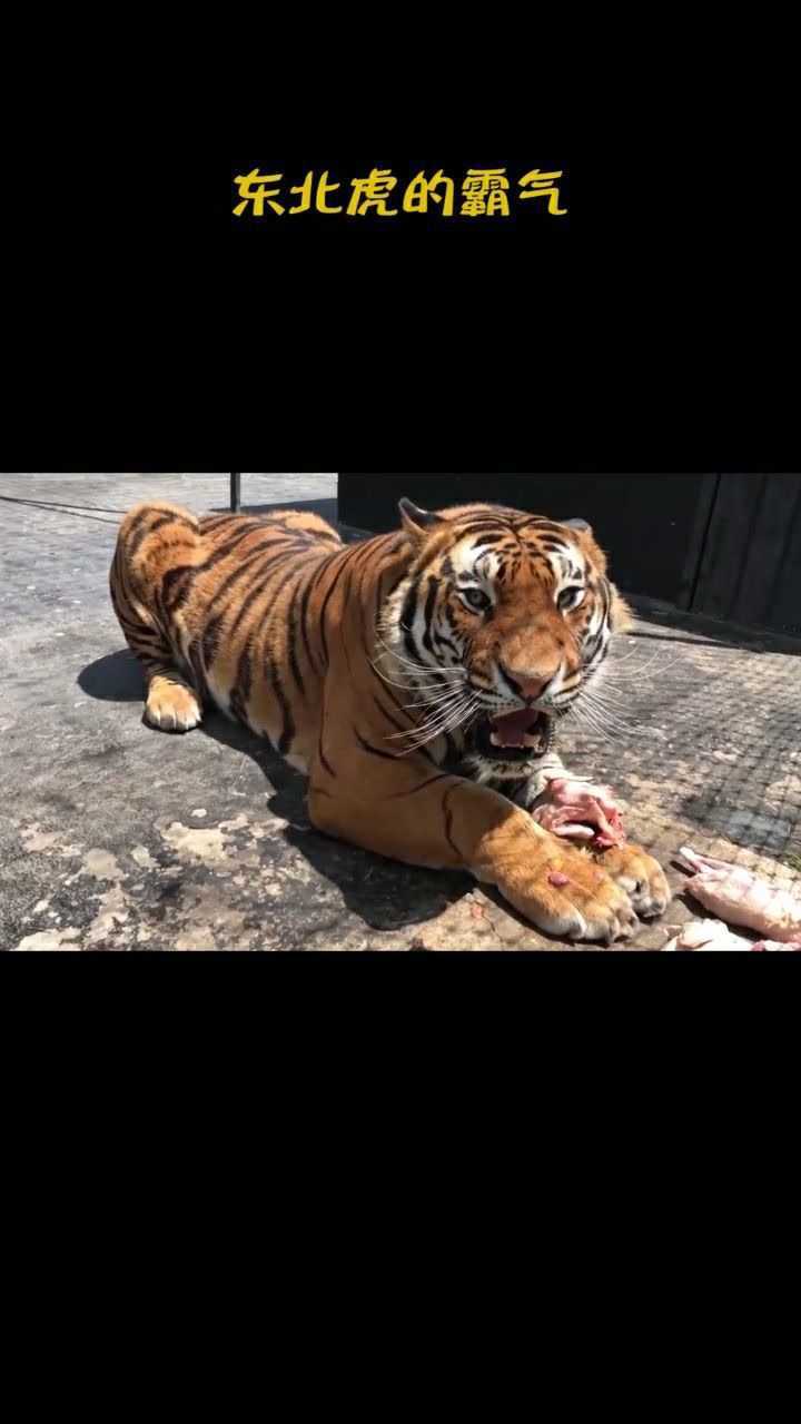 东北虎的霸气