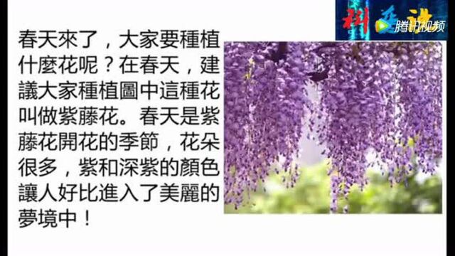 涨知识:学会种植紫藤花!阳台变成花海