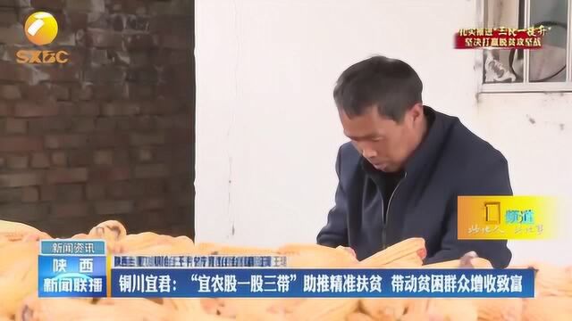 铜川:“宜农股一股三带”助推精准扶贫,带动贫困群众增收致富