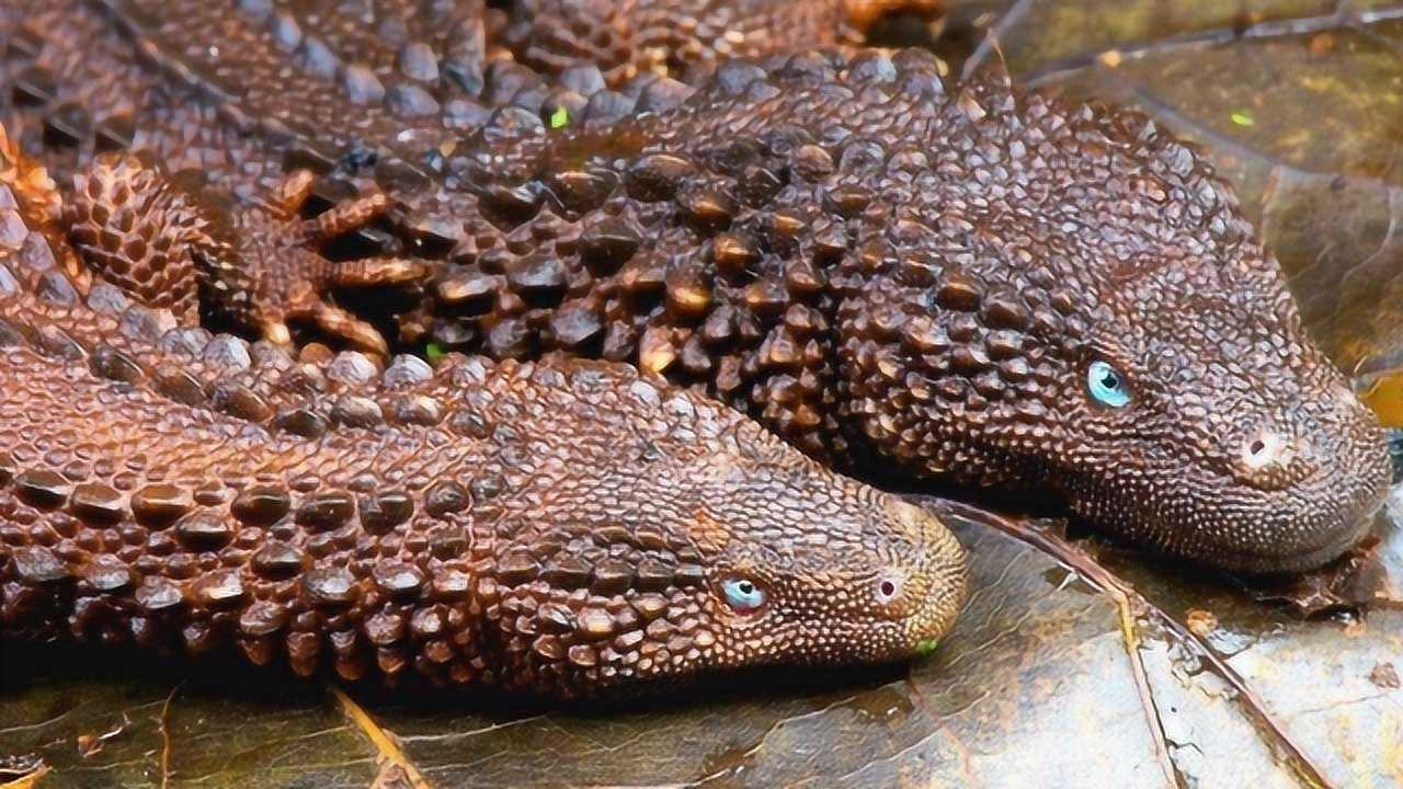 世界上最像龙的4种动物