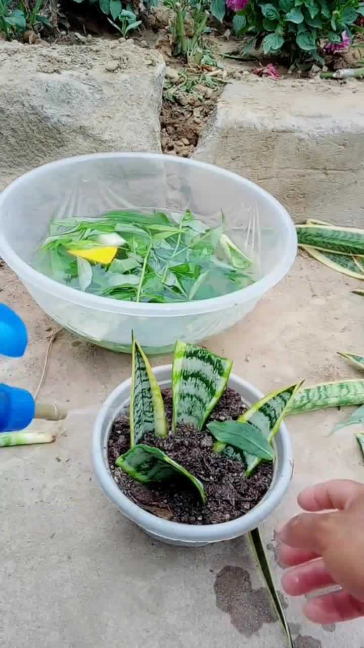 扦插虎皮兰叶片成活率百分之一百