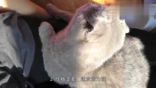 英短蓝猫这4大优点!看完之后瞬间爱了!你确定不养一只?!