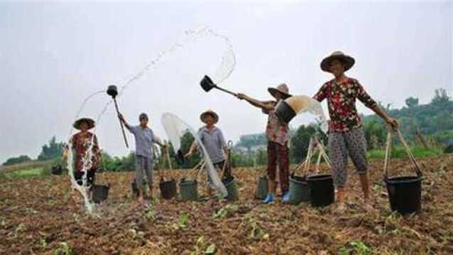 农村土地确权,耕种土地使用证规定是什么?看完清楚了