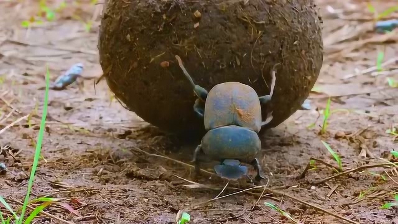 这只屎壳郎可真是给昆虫长脸了把自己的天敌欺负的不成样子太搞笑了